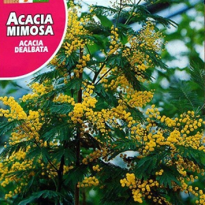 آکسایا نام علمی (Acacia Dealbata)