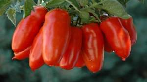 بذر بیولوژیک گوجه فرنگی ایتالیایی مارزانو