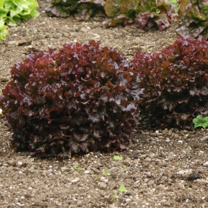بذر کاهو برگ شمشیری قرمز یا کاهو برگ بلوطی سه فصل بیولوژیک (زمستانه، بهار و تابستانه)