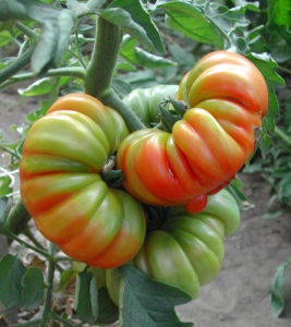 بذر گوجه موچامیل قرمز سبز