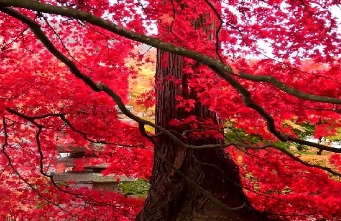 بذر درخت افرا قرمز ژاپنی