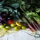 قیمت بذر سبزیجات