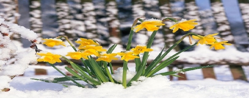 چه بذر گلی در زمستان بکاریم ؟