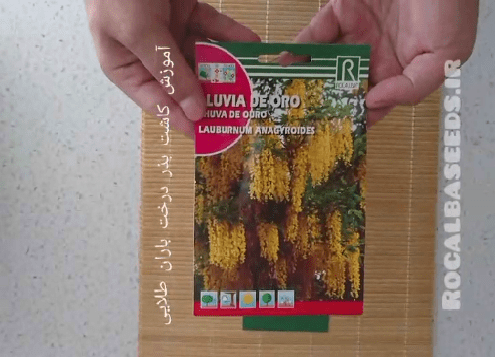 آموزش کاشت بذر درخت باران طلایی