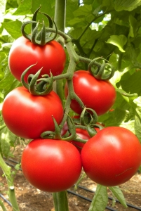 بذر گوجه فرنگی اف یک گلخانه‌ ای