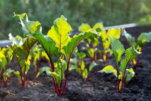 چگونه بذر سبزیجات را بکاریم ؟
