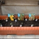 آموزش انتقال انواع نشاء گوجه فرنگی به گلدان