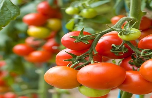 کاشت گوجه فرنگی و نکاتی که حتما باید بدانید