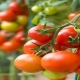 کاشت گوجه فرنگی و نکاتی که حتما باید بدانید