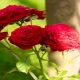 محافظت از گل های سرخ در برابر شته ها و آفات